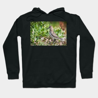 Dunlin wading bird on the shore Hoodie